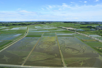 Картинка природа поля рисовые рисунки