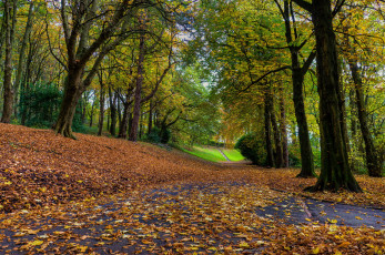 обоя природа, дороги, осень, деревья, шоссе, листва