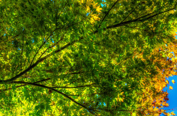 Картинка природа листья ярко цвет осень дерево