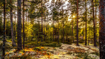 Картинка природа лес свет сосны