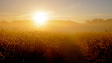Картинка природа восходы закаты трава поле туман восход утро