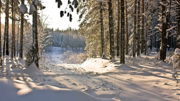 Картинка природа зима деревья снег тропинка лес