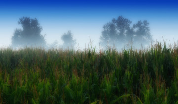 Картинка природа поля небо поле кукуруза