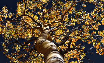 Картинка природа деревья ветки осень дерево листья
