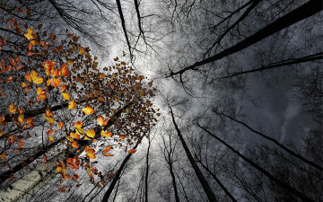 Картинка природа деревья небо тучи листья осень