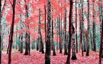 Картинка природа лес осень деревья листья листва