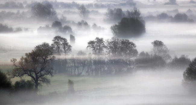 Обои картинки фото природа, деревья, туман, утро