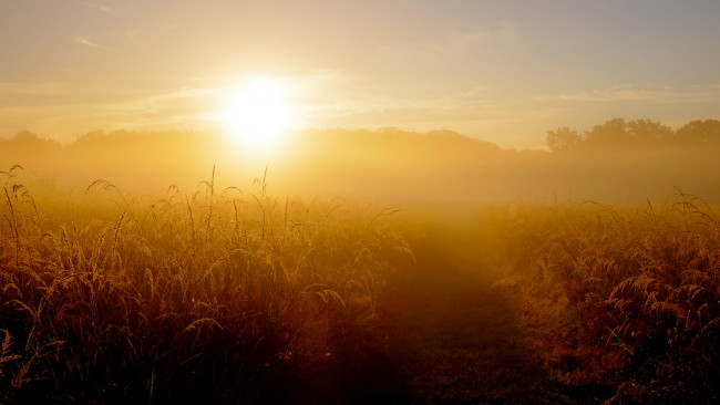 Обои картинки фото природа, восходы, закаты, трава, поле, туман, восход, утро