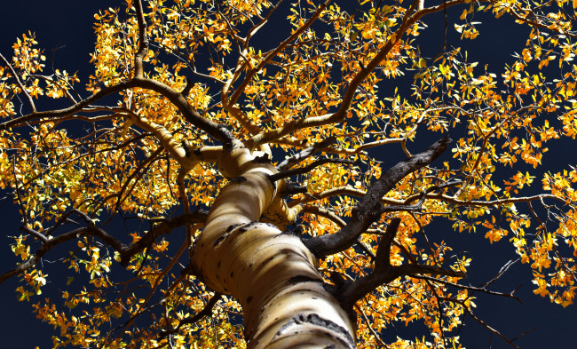 Обои картинки фото природа, деревья, ветки, осень, дерево, листья