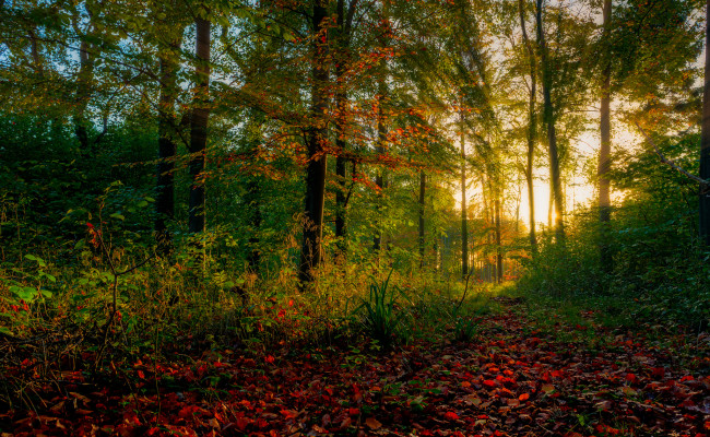 Обои картинки фото природа, восходы, закаты, лес, рассвет