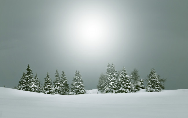 Обои картинки фото природа, зима, ёлки, снег
