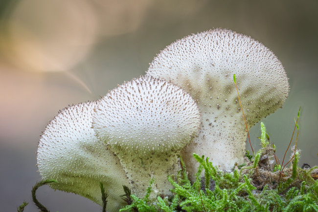 Обои картинки фото природа, грибы, макро, дождевики