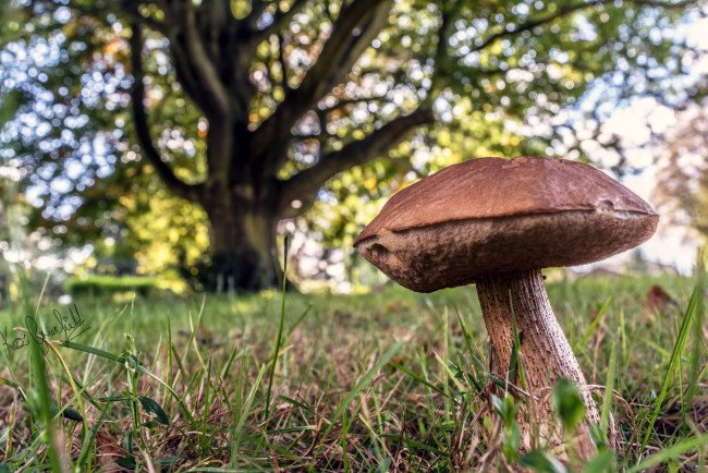 Обои картинки фото природа, грибы, трава, гриб