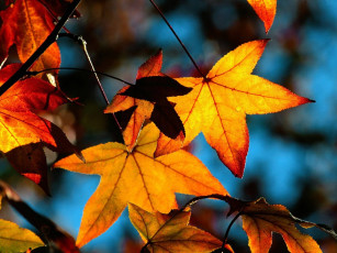 Картинка природа листья клен желтые осень