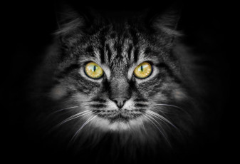 Картинка животные коты фон взгляд кот котяра кошак котэ