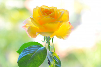 Картинка цветы розы фон лепестки желтый цветок роза