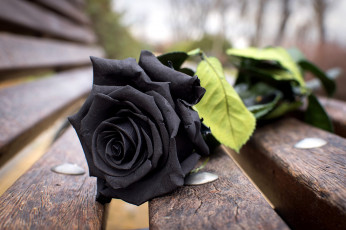Картинка цветы розы одиночка черная роза