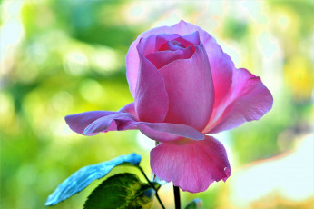 Картинка цветы розы роза фон лепестки цветок