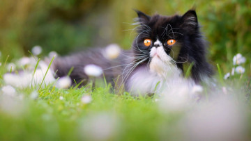 Картинка животные коты морда растения