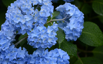 обоя цветы, гортензия, голубые