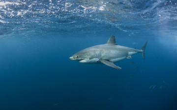 Картинка животные акулы акула