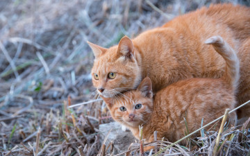 Картинка животные коты двое рыжий цвет