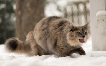 Картинка животные коты кошка зима язык