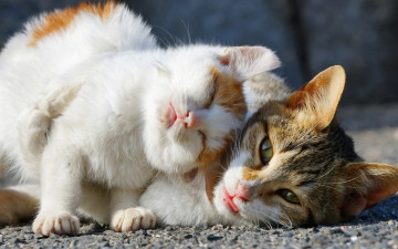 Картинка животные коты котенок двое