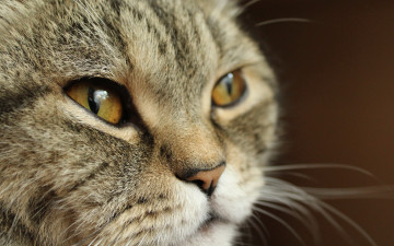 Картинка животные коты морда фон взгляд кот