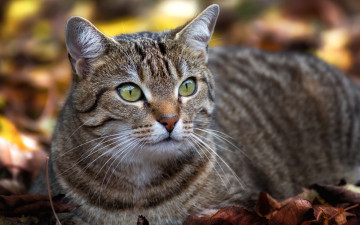 Картинка животные коты полосатый красавец глаза кот