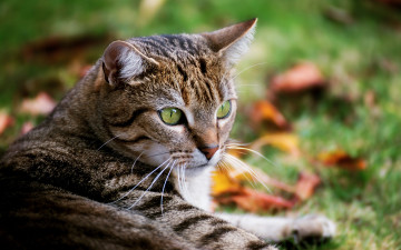 Картинка животные коты полосатый красавец глаза фон кот