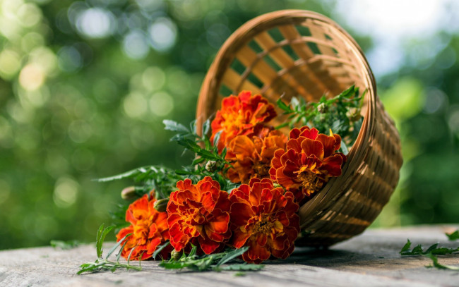 Обои картинки фото цветы, бархатцы, тагетес, корзинка