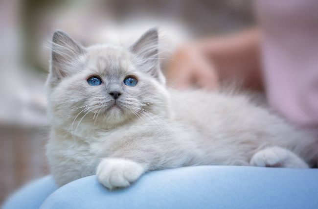 Обои картинки фото животные, коты, котёнок, голубые, глаза