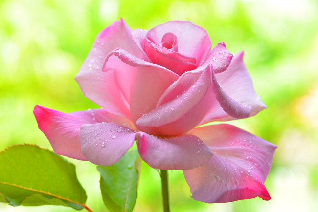 Обои картинки фото цветы, розы, лепестки, капли, цветок, роза