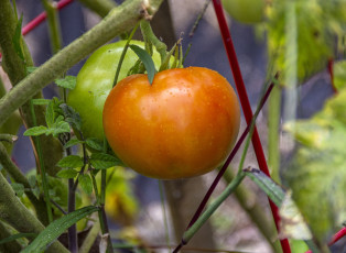Картинка природа плоды помидор