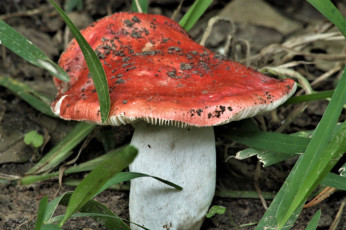 Картинка природа грибы макро