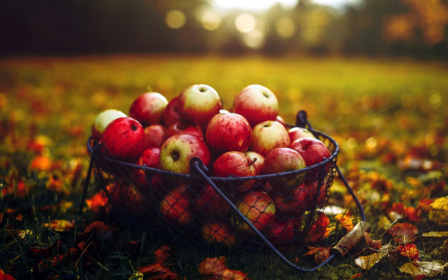 Обои картинки фото еда, яблоки, осень, корзинка, листья