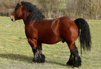 Картинка русский+тяжеловоз животные лошади русский тяжеловоз конь лошадь грива хвост красавец копытное домашнее
