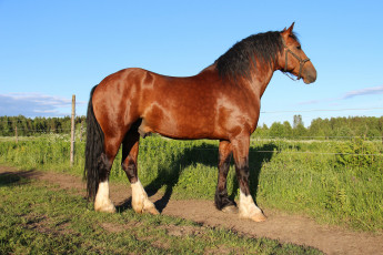 Картинка владимирский+тяжеловоз животные лошади владимирский тяжеловоз конь лошадь грива хвост красавец копытное домашнее