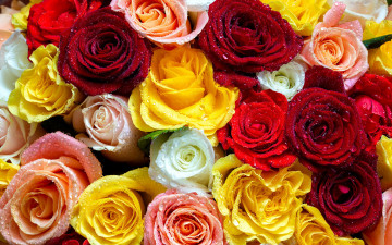 Картинка цветы розы разноцветные бутоны капли