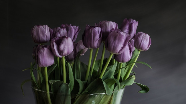 Обои картинки фото цветы, тюльпаны, ваза, бутоны, лиловый