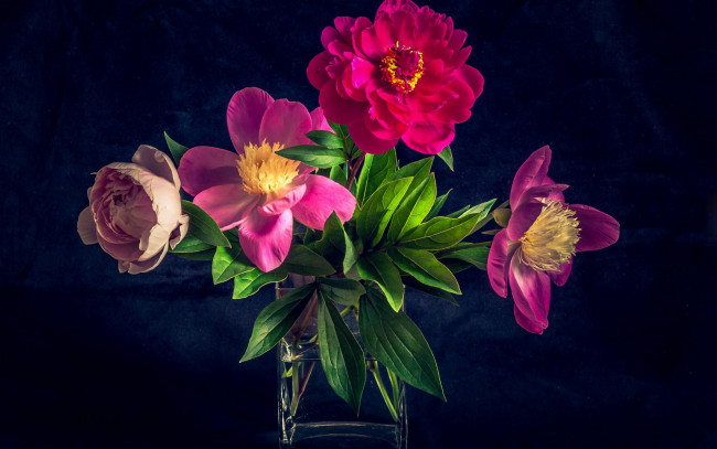 Обои картинки фото цветы, пионы, ваза, букет