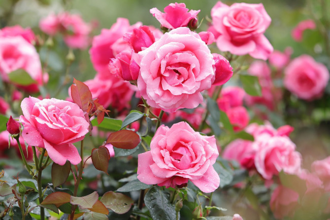 Обои картинки фото цветы, розы, куст, розовый