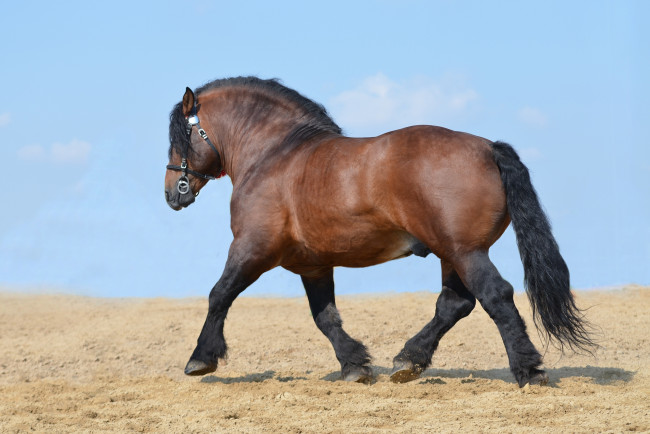 Обои картинки фото русский тяжеловоз, животные, лошади, русский, тяжеловоз, конь, лошадь, грива, хвост, красавец, копытное, домашнее