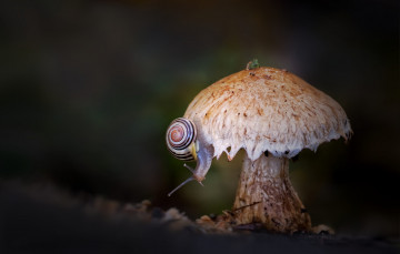 Картинка животные улитки природа фон гриб улитка боке