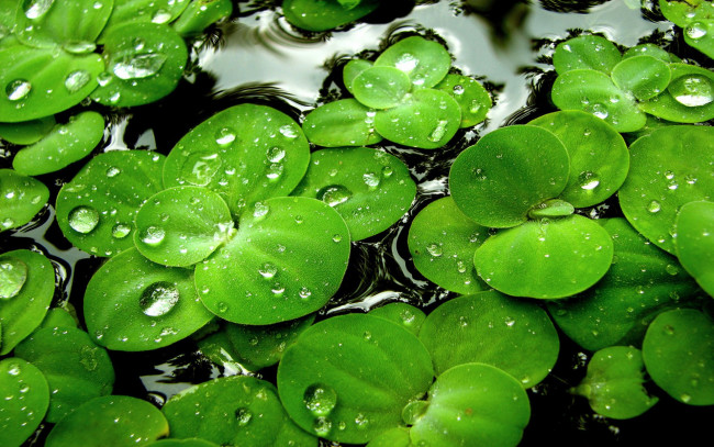Обои картинки фото природа, листья, зеленые, вода, капли