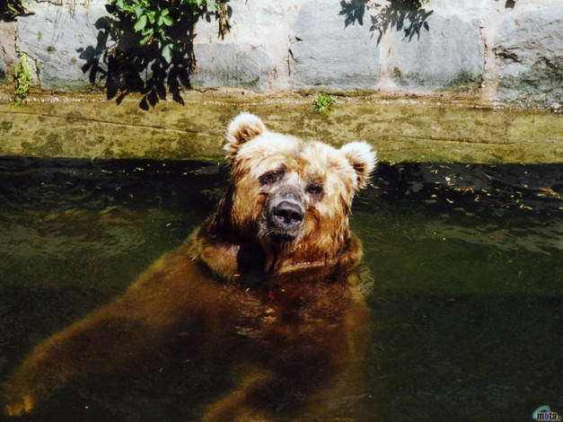 Обои картинки фото животные, медведи