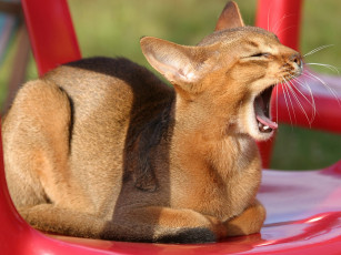 Картинка ксения лихтер оскар животные коты