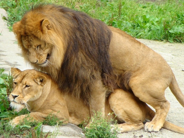 Обои картинки фото рамфор, львиная, любовь, животные, львы