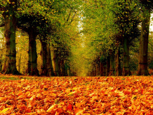 Картинка природа дороги дорога деревья листья осень road colorful walk leaves trees park forest nature colors парк лес fall path autumn